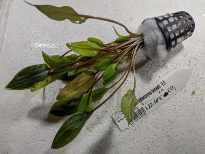 Cryptocoryne beckettii [koszyk]