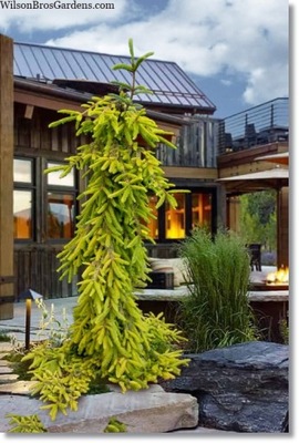 Picea abies 'Gold Drift' - promocja !!!