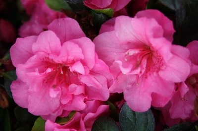 Azalia BABUSCHKA rododendron różowe pełne kwiaty