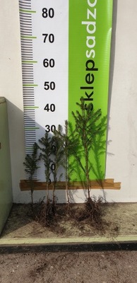 Świerk pospolity 4 letni 40/60cm Picea Abies