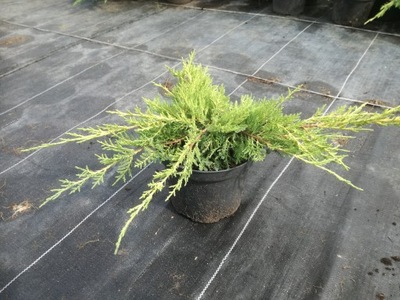 Jałowiec Juniperus Golden Joy 3Letni NR 067