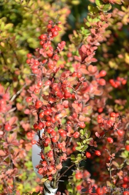 Berberys Thunberga 'Erecta' 20-30 cm 2L