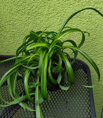 ZAKRĘCONA ZIELISTKA CHLOROPHYTUM ZIELONA