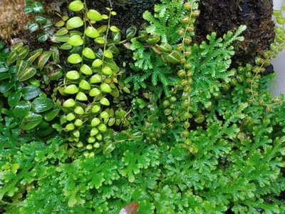 Roślina pal. Selaginella kraussiana-widliczka