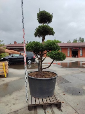 Sosna pospolita BONSAI -Pinus sylvestris BONSAI