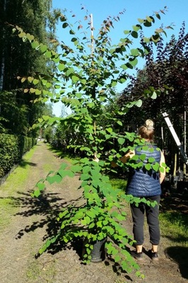 GRUJECZNIK JAPOŃSKI (CERCIDIPHYLLUM JAPONICUM)