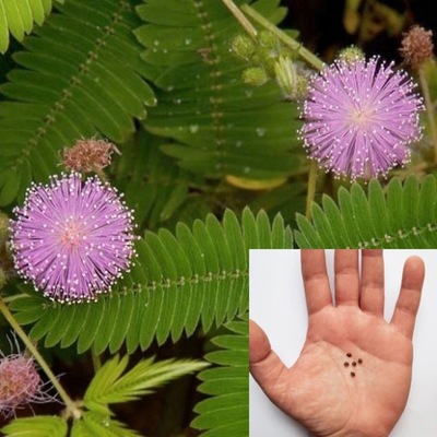 Mimosa Pudica Mimoza Wstydliwa Wrażliwa Roślina