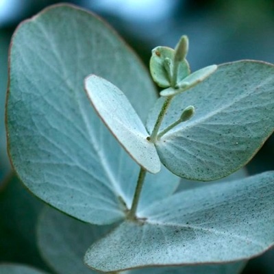 EUKALIPTUS POPIELATY (EUCALYPTUS CINEREA) 20 NASION