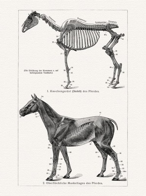 Zoologia Konie anatomia litografia 1905