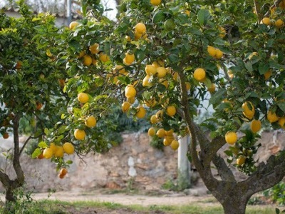 NASIONA POMARAŃCZA TRÓJLISTKOWA Citrus trifoliata