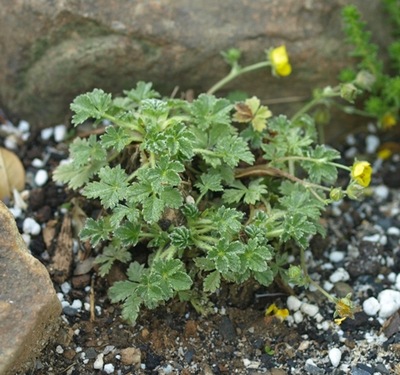 Pięciornik - Potentilla nevadensis