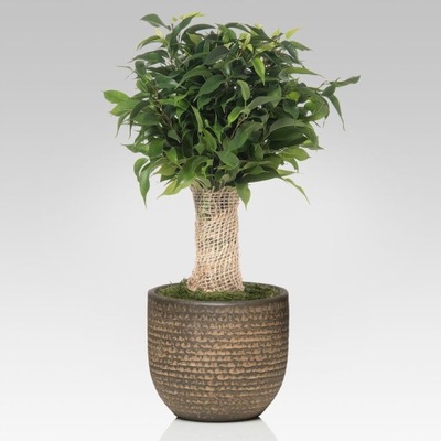 Ficus benjamina Natasha - PIEŃ PRZEWIĄZANY JUTĄ