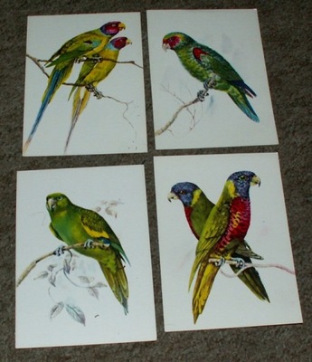Papugi - Alojzy Balcerzak - zestaw 4 pocztówek #2 / BDB