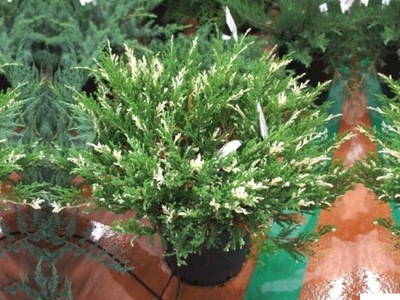 Jałowiec Płożący "juniperus" VARIEGATA