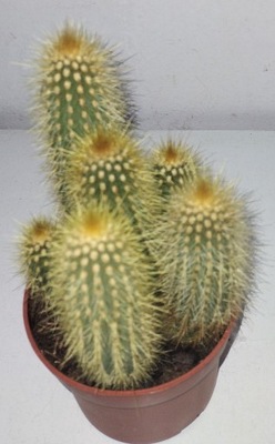 Pilosocereus Kaktus