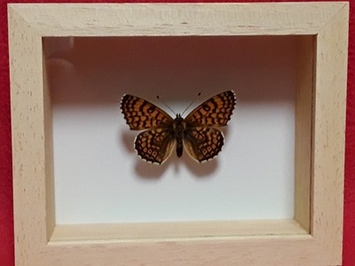 Motyl w ramce Przeplatka atalia - Melitaea athalia