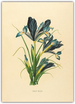 Plakat Vintage Irysy 40x50 bukiet niebieskich kwiatów Kosaćce ilustracja