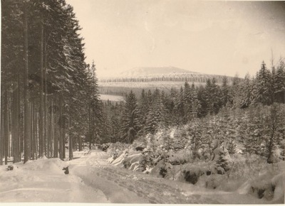 KARKONOSZE. Leśna droga zimą