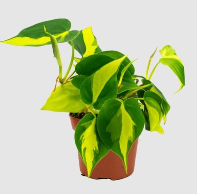 brasil philodendron PNĄCZE | maluch