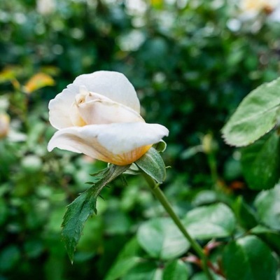 Róża Renaissance Baroniet Rosendal pachnąca par