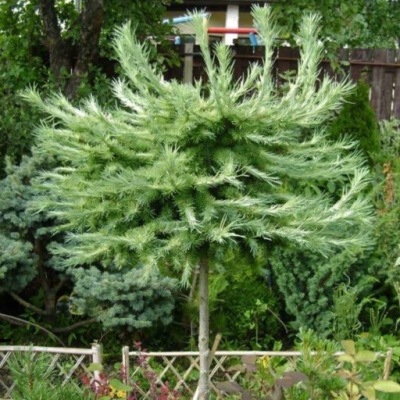 Modrzew japoński BLUE DWARF szczepiony NA PNIU