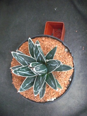 Agave victoriae-reginae 3842 don13cm PB0419P