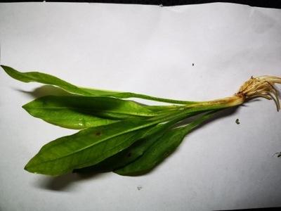 Echinodorus Bleheri Blechera żabienica SADZONKA