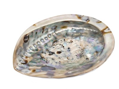 ABALONE shell piękna perłowa polerowana MUSZLA podstawka MUSZLE PAUA 16 cm