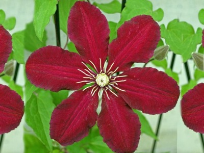 Clematis, Powojnik "Niobe"