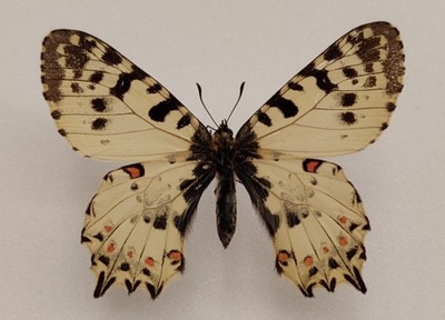 Motyl Zerynthia cerisy samiec .