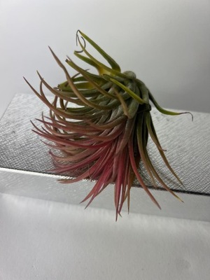 AIRPLANTS Oplątwa Tillandsia OKAZJA !