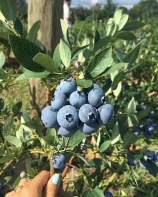 Borówka amerykańska Bonus 2