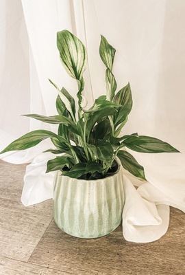 Spathiphyllum 'Pearl Cupido' Skrzydłokwiat