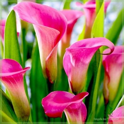 KALIA ZANTEDESCHIA PINK PUPPY 1 szt