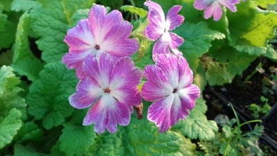 Pierwiosnek sieboldii różowy sadzonka