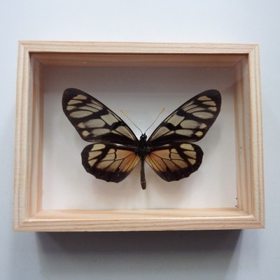 Motyl w gablotce 13x10 Thyridia psidii
