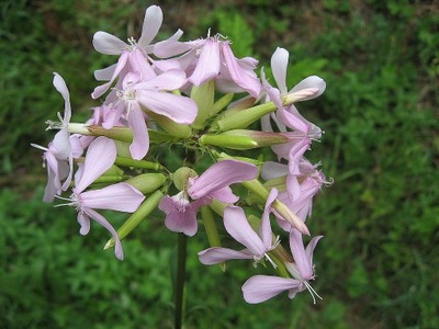 MYDLNICA LEKARSKA- PIĘKNE WŁOSY – SAPONARIA!!!