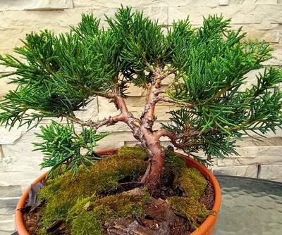 Jałowiec Shimpaku doskonała sadzonka na bonsai