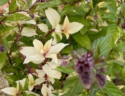 Mięta Pomarańczowa Orzeźwiająca - sadzonka P9