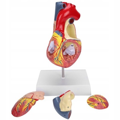 2X ANATOMIA SERCA CZŁOWIEKAYJ MODEL DYDAKTYCZNY