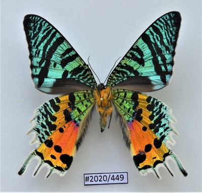 Motyl Urania ripheus samiec strona brzuszna.