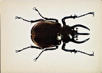 ATLAS ANATRACYTOWY - J.DESSELBERGER