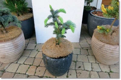 Picea engelmannii 'Glauca Hesse' - !!!!!!!!