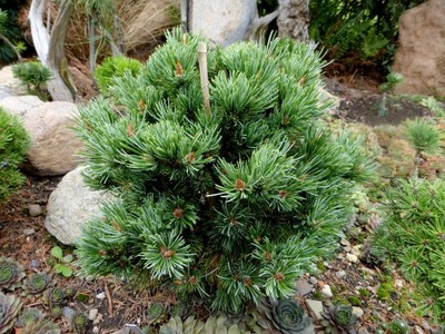 Sosna oścista 'Como' Pinus aristata