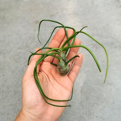 NOWOŚĆ! RZADKOŚĆ! Tillandsia bulbosa 'Belize'