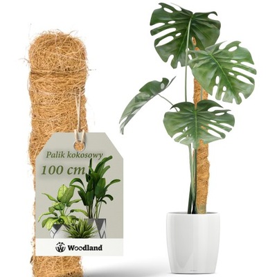 PALIK KOKOSOWY 100cm PODPORA DO ROŚLIN KWIATÓW MONSTERY GRUBA śr. 32mm