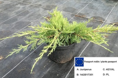 Jałowiec juniperus GOLDEN JOY