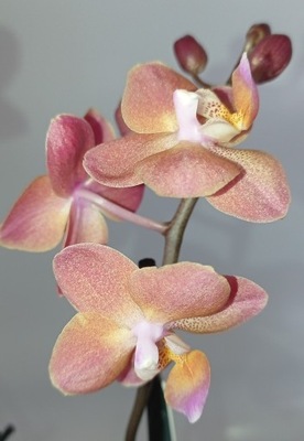 PHALENOPSIS storczyk multiflora Dinah 8