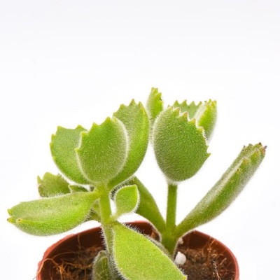 Cotyledon Ladismithiensis - 'Łapy Niedźwiedzia'