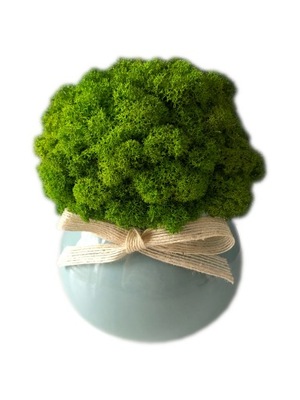 Doniczka z mchem Chrobotkiem dekoracja DOM PREZENT